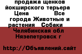 продажа щенков йокширского терьера › Цена ­ 25 000 - Все города Животные и растения » Собаки   . Челябинская обл.,Нязепетровск г.